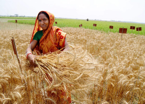 Bangladesh Wheat Sector: Struggling with Demand-Supply Mismatch