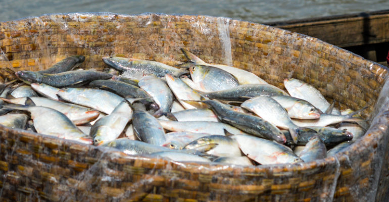 Bangladesh Finfish Aquaculture: Ready to Tap Into the International Market?