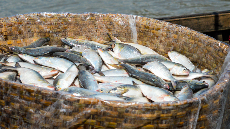 Bangladesh Finfish Aquaculture: Ready to Tap Into the International Market?