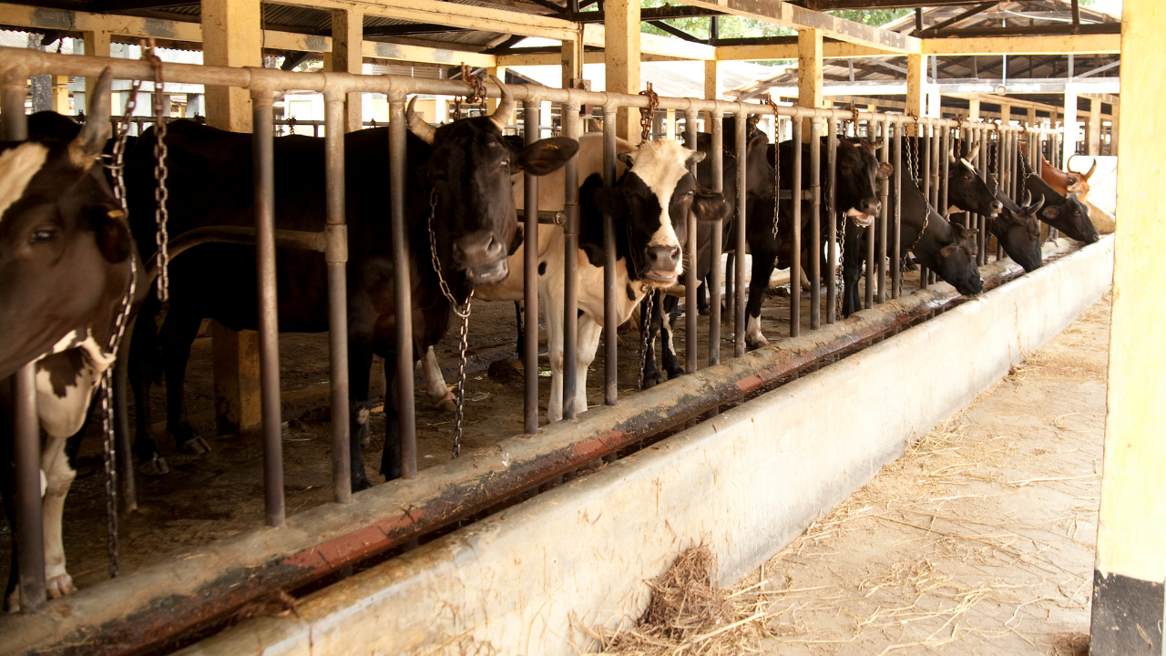 Assessment of  Livestock Value Chain: Growth Potential for Dairy, Beef and Feed Sub-sectors