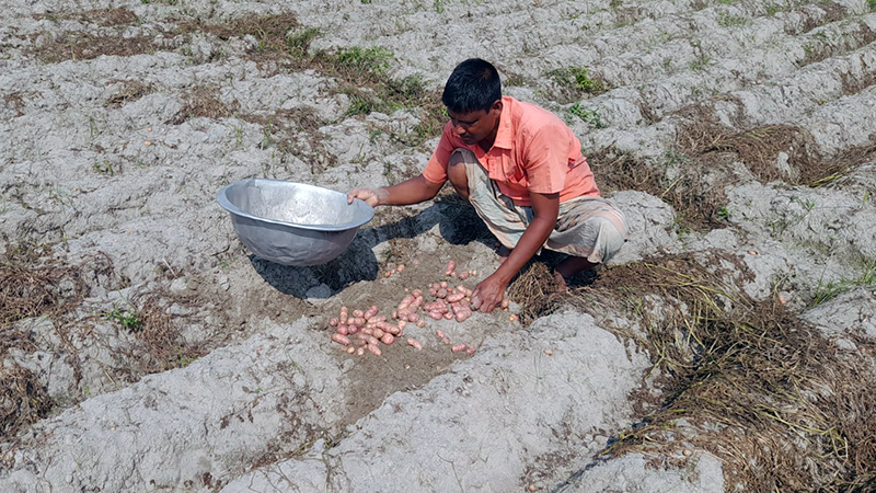 Paving The Way for A Sustainable Food System in Bangladesh By Implementing The Farm to Fork Strategy