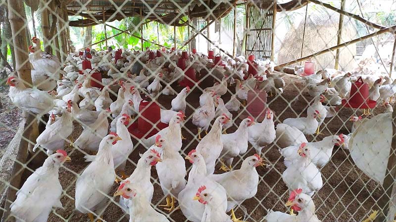 PoultryTechBangladesh: Strengthening the Poultry Value Chain