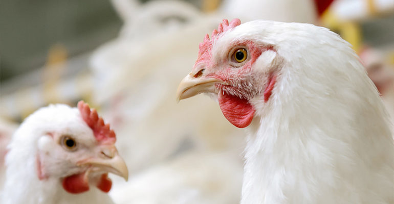LightCastle to co-host webinar on ‘Opportunities in the poultry sector in Bangladesh’