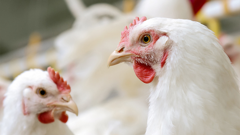 LightCastle to co-host webinar on ‘Opportunities in the poultry sector in Bangladesh’