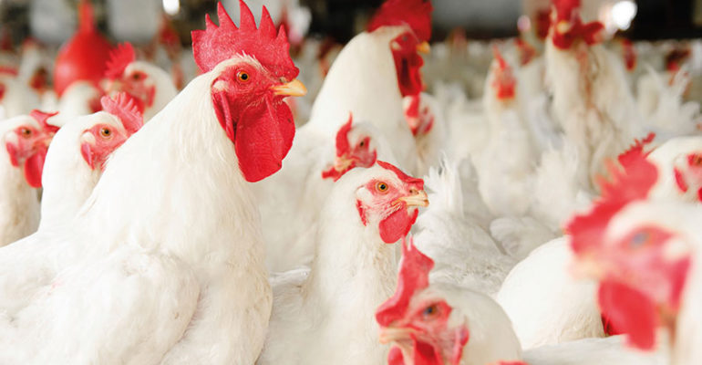 LightCastle Partners co-hosts Poultry Sector webinar with EKN and Larive International