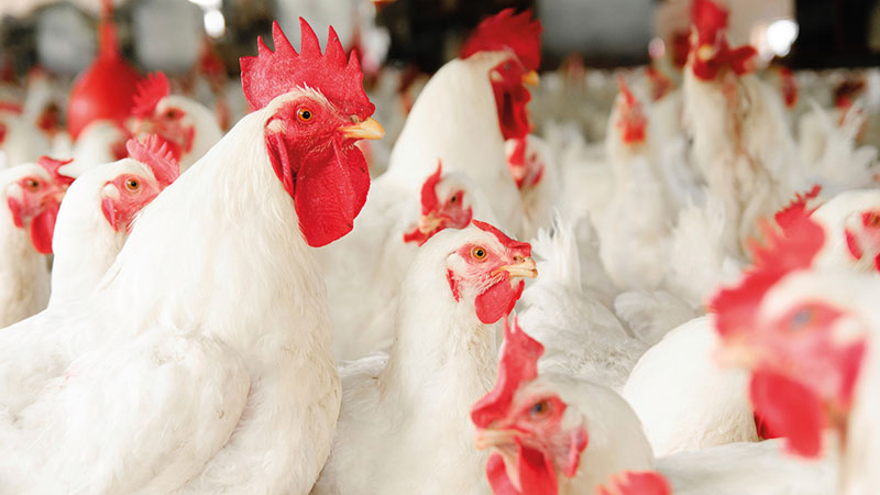 LightCastle Partners co-hosts Poultry Sector webinar with EKN and Larive International