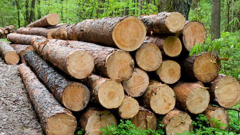 Value Chain Analysis and Market Assessment for Timber Market in Bangladesh
