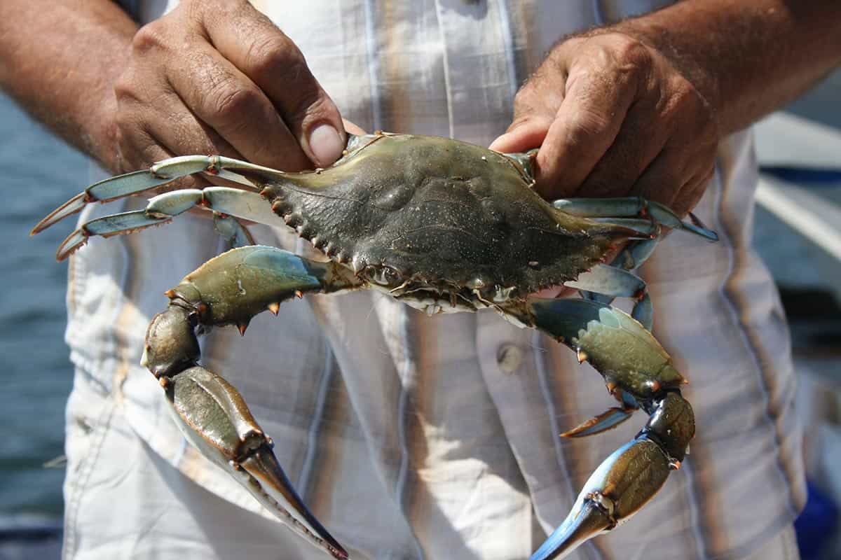 Bangladesh Crab Industry: Opportunities Abound for Private Investment