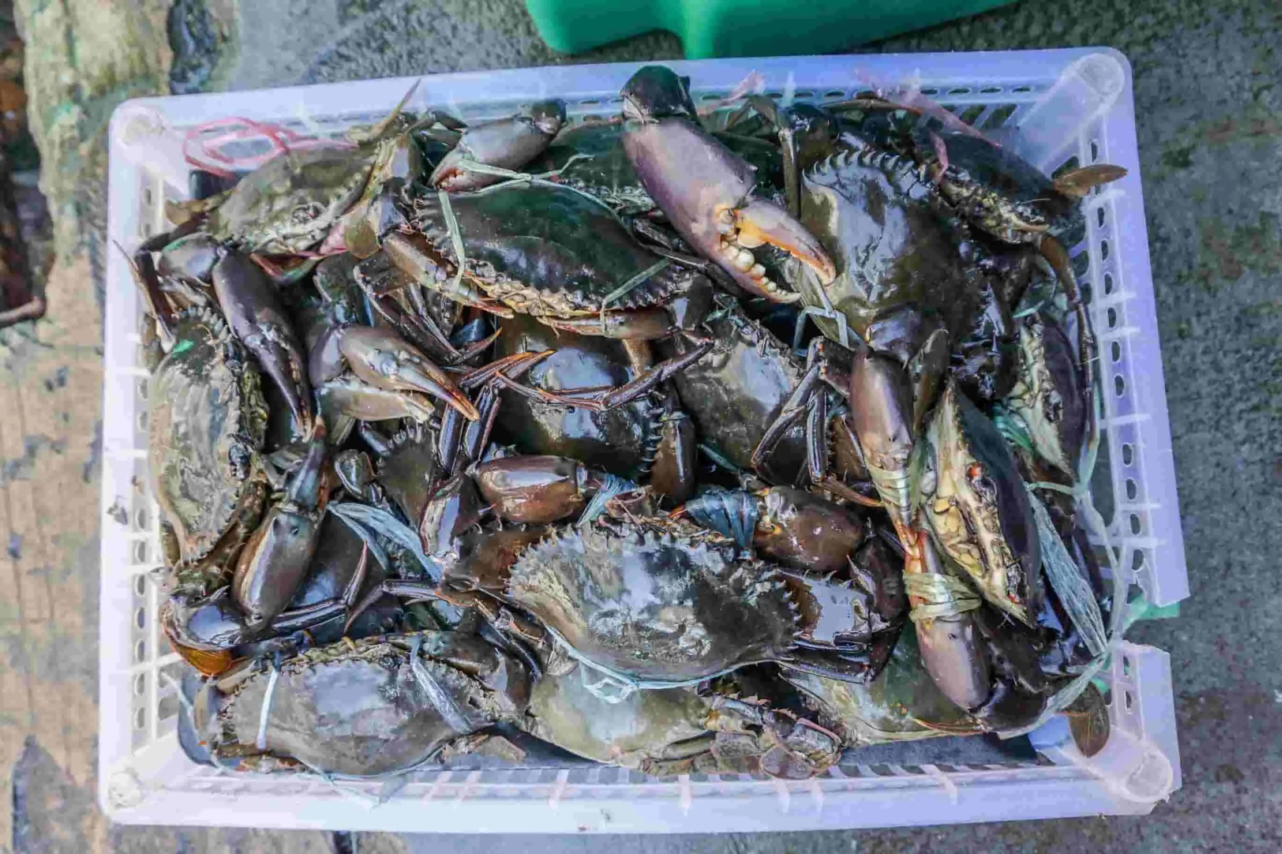 The Curious Case of the Crab Sub-sector of Bangladesh
