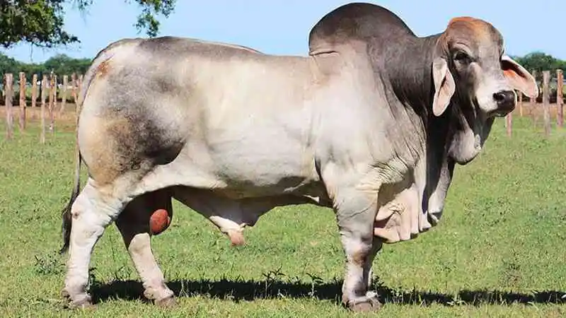 The Cow Saving the Beef Industry of Bangladesh