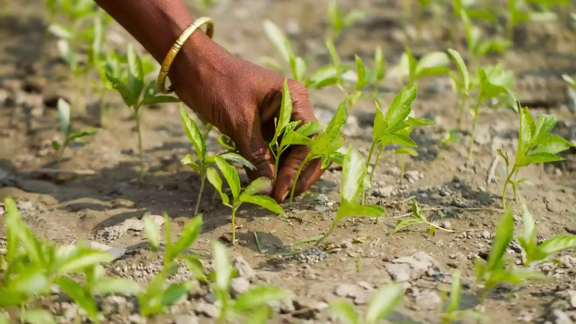 Envisioning a Data-driven Agriculture in Bangladesh