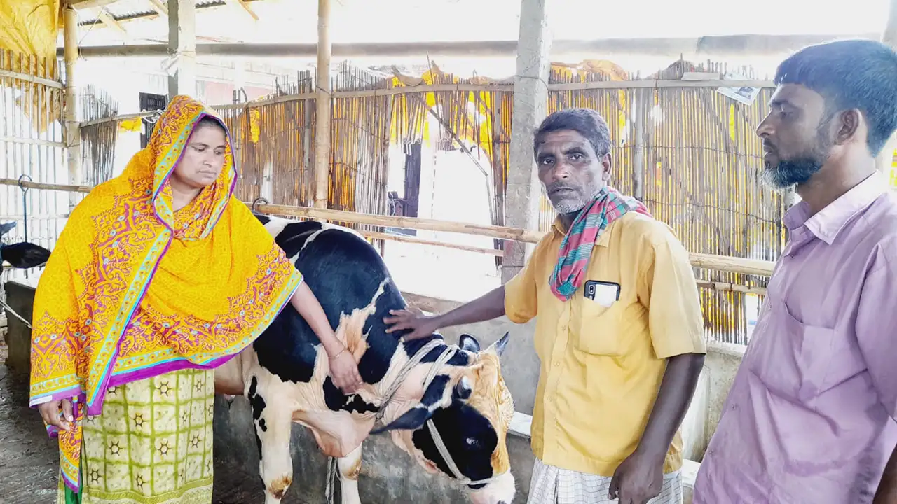 Our investee Aktarun Nahar handing over her cow by which she earned an ROI of 11% in 3 months