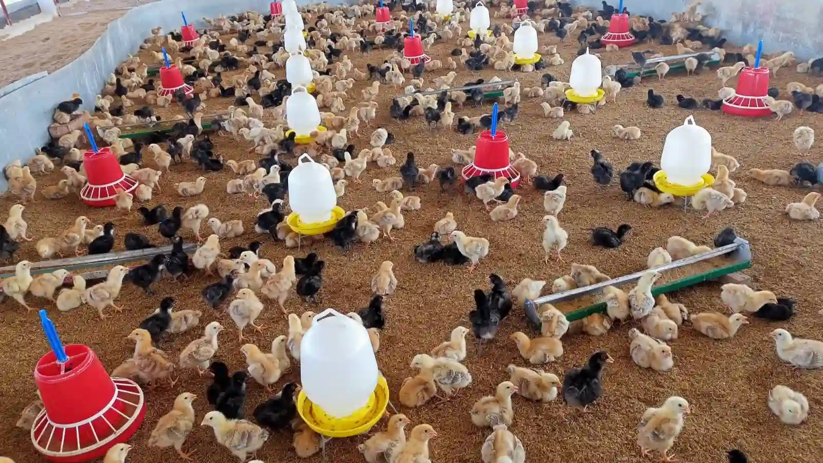 PoultryTech Bangladesh Facilitates Nourish-SASSO Poultry Trial in Modhupur, Tangail, Bangladesh