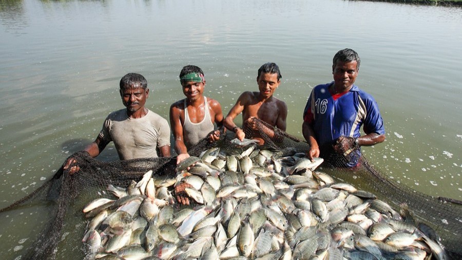 Revolutionizing Aquaculture in Bangladesh: The Case for Semi-Intensive Farming